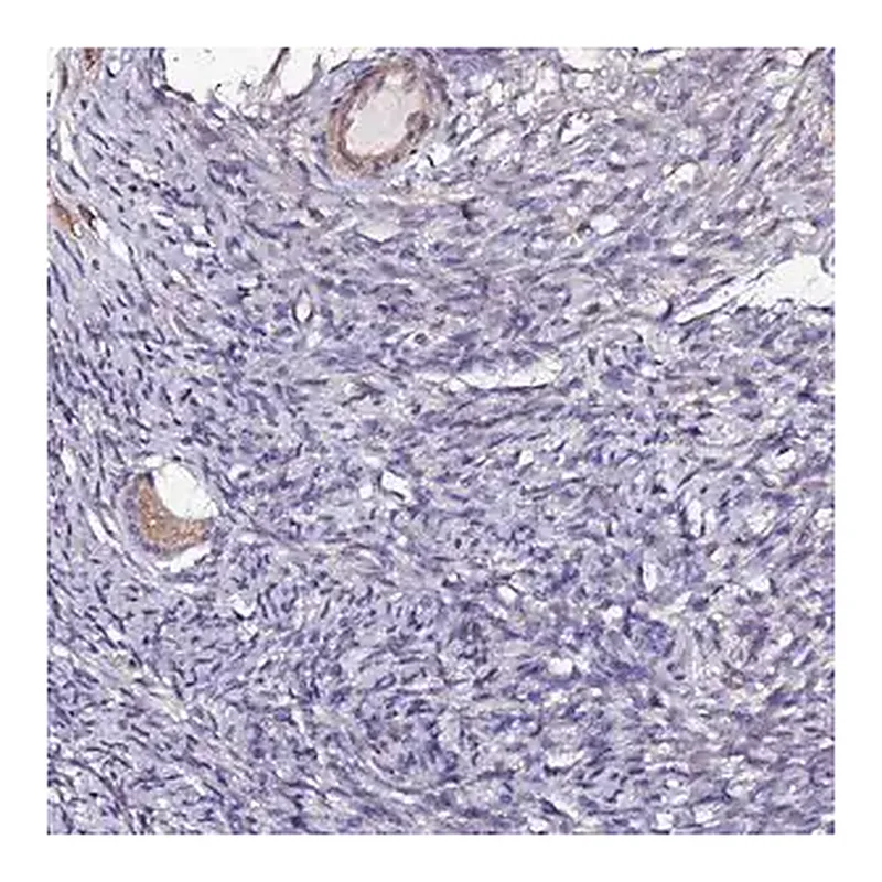 Merck Anti-JRKL antibody produced in rabbit