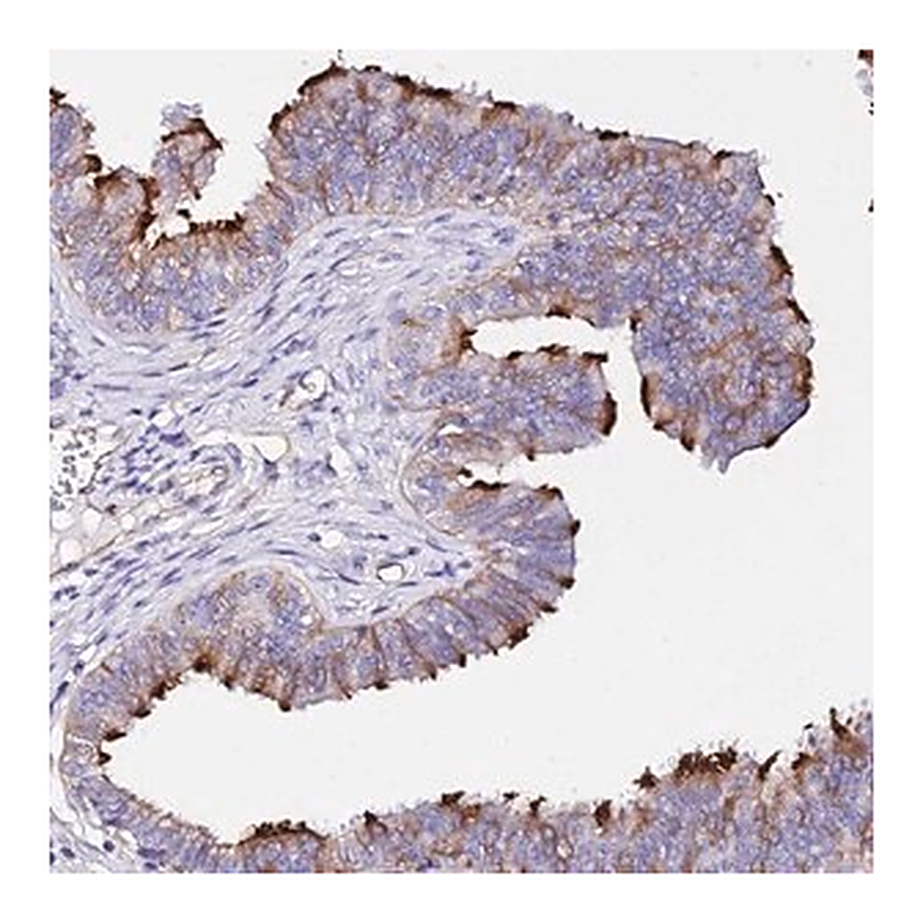 Merck Anti-DAW1 antibody produced in rabbit
