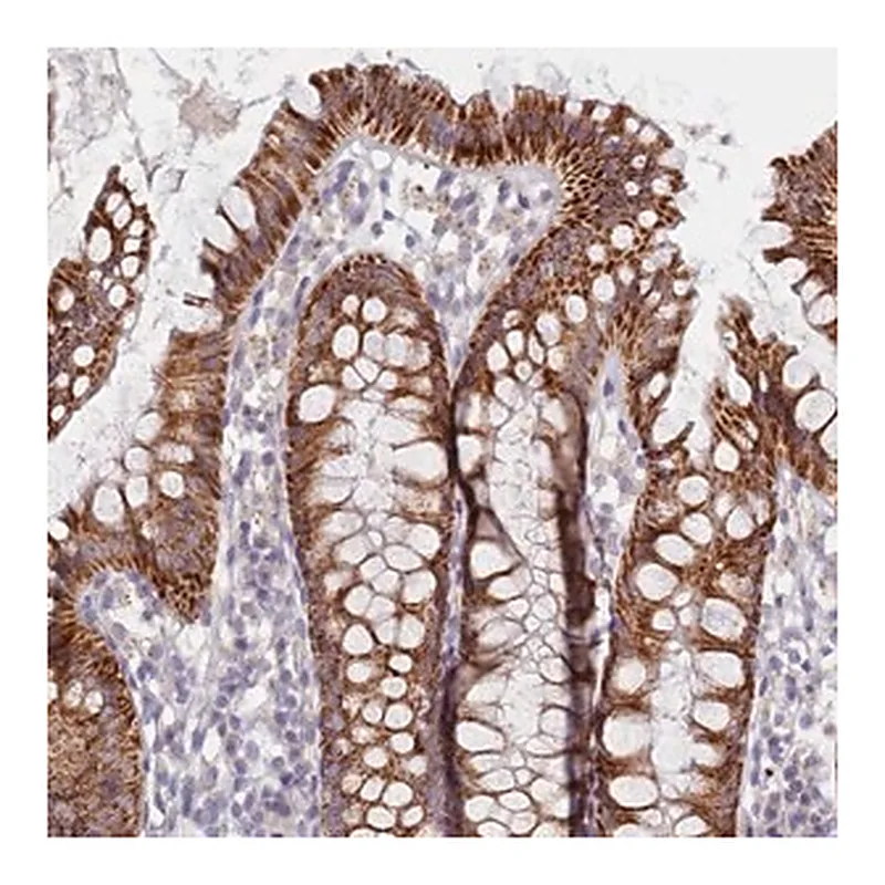 Merck Anti-C6orf223 antibody produced in rabbit