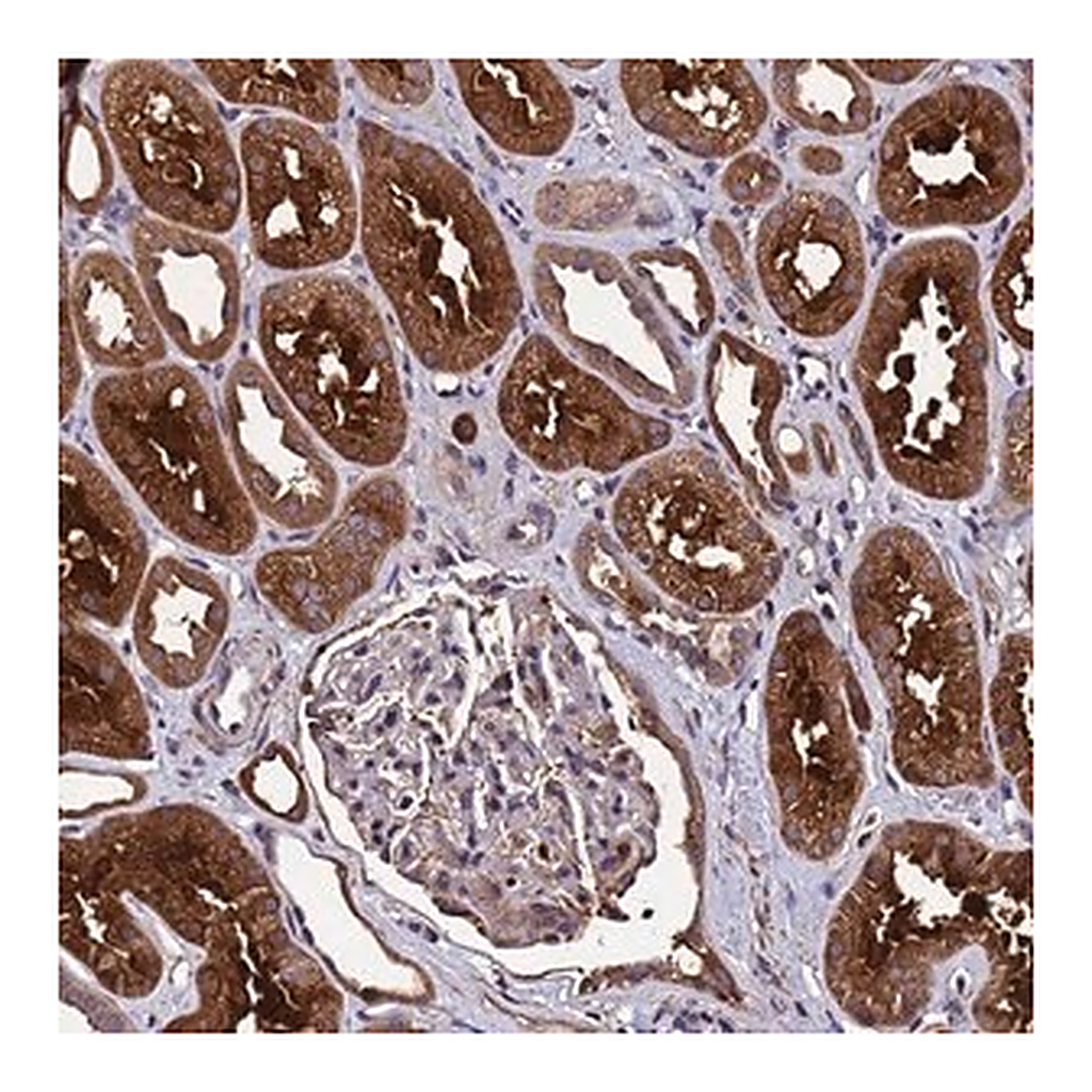 Merck Anti-GSTCD antibody produced in rabbit