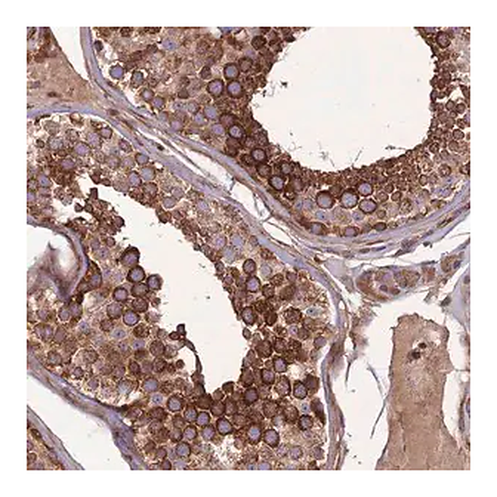 Merck Anti-MAB21L3 antibody produced in rabbit