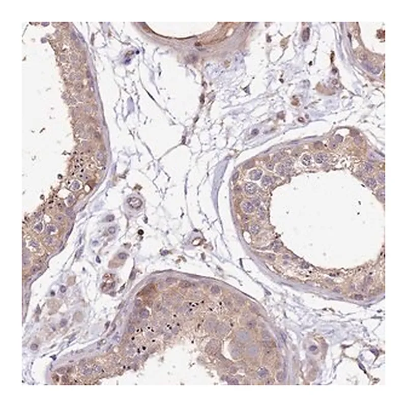 Merck Anti-WDR64 antibody produced in rabbit