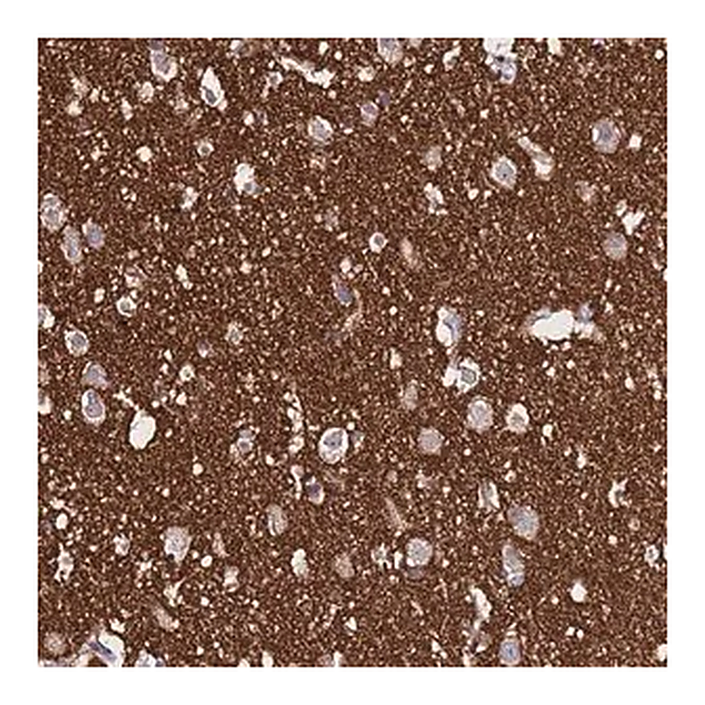 Merck Anti-SV2B antibody produced in rabbit