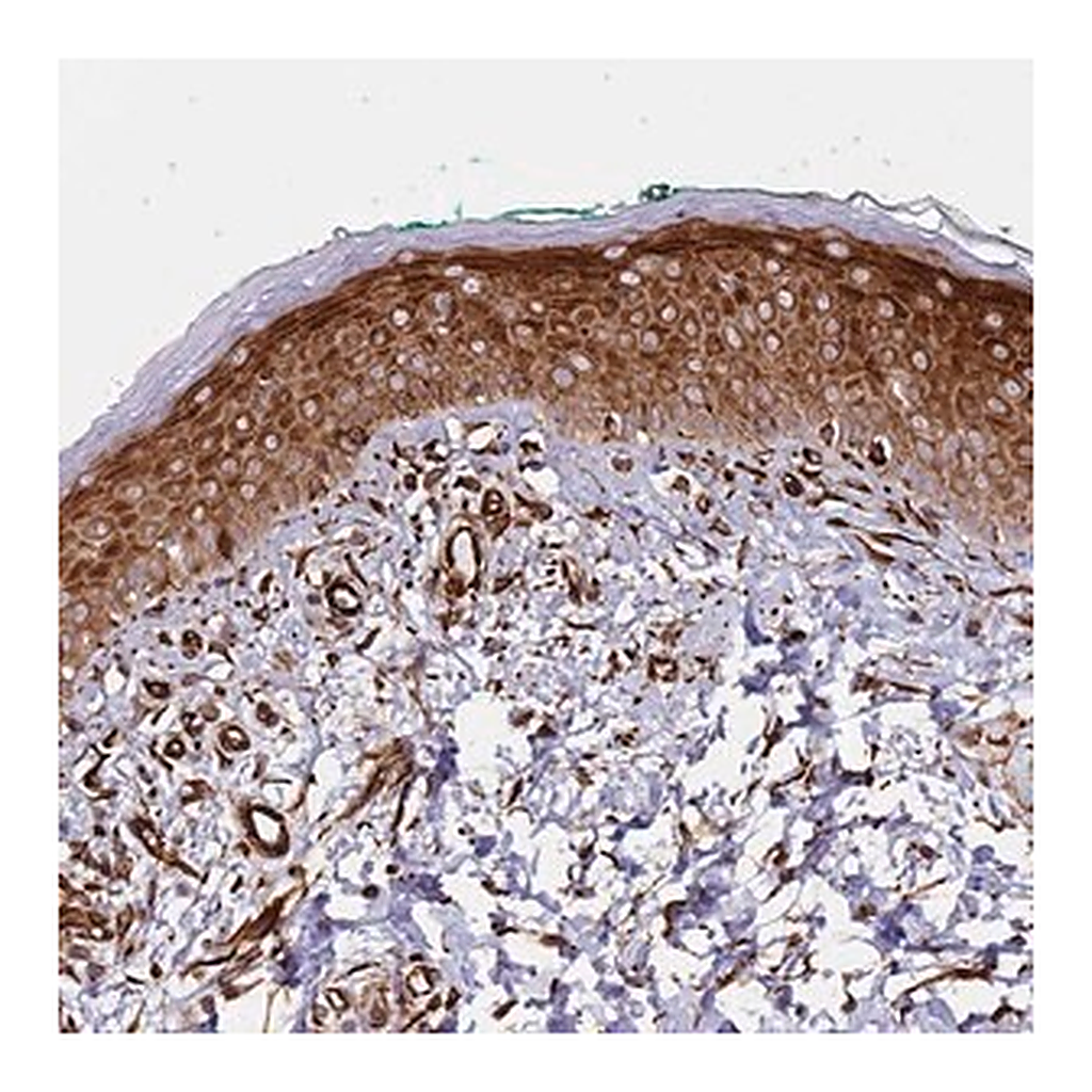 Merck Anti-MRGPRE antibody produced in rabbit