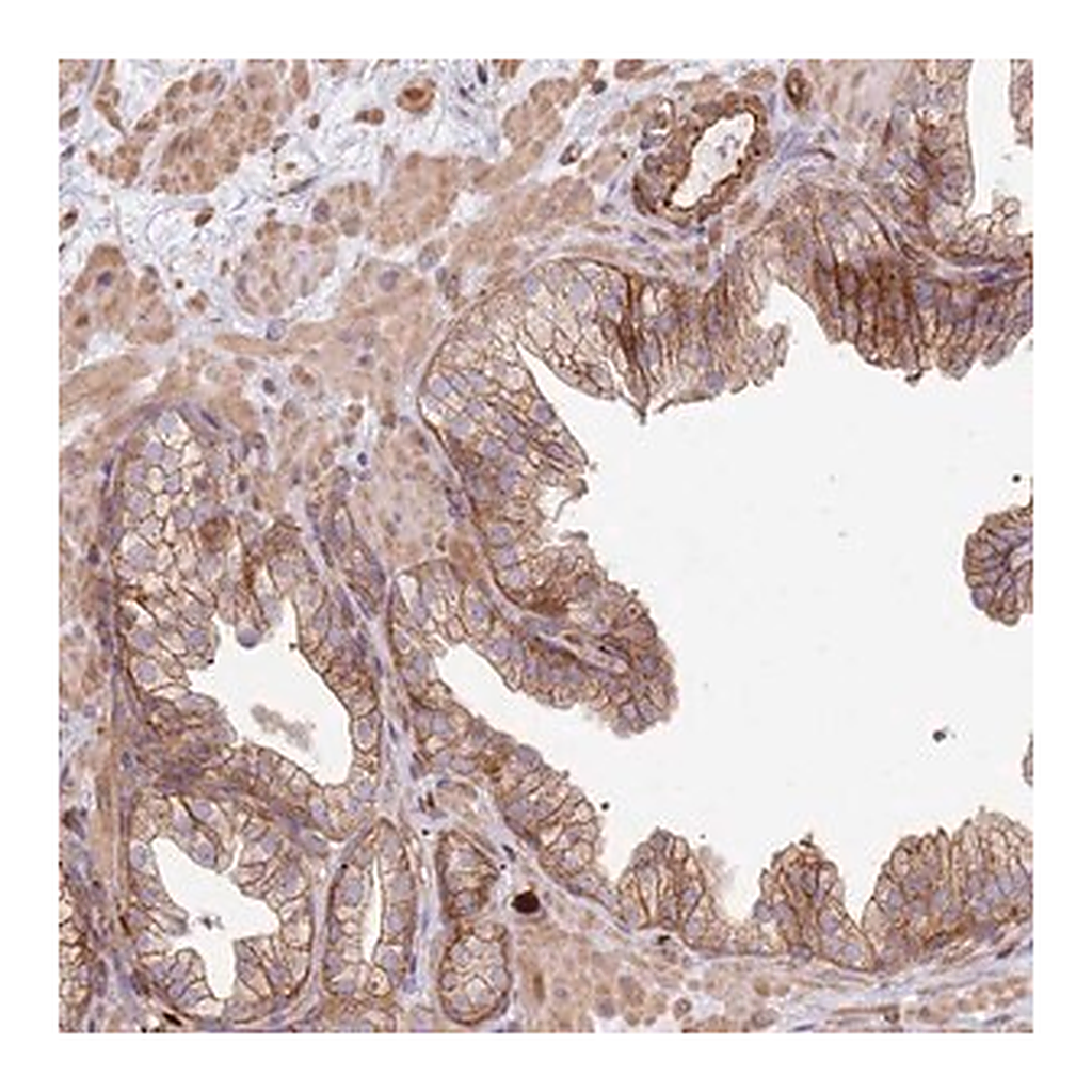 Merck Anti-NDUFAF4 antibody produced in rabbit