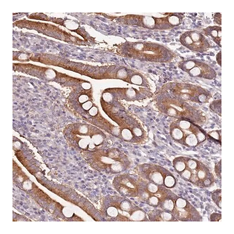 Merck Anti-CNOT9 antibody produced in rabbit