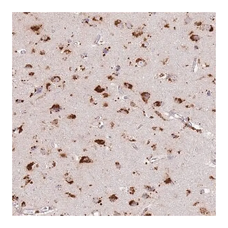 Merck Anti-TMEM229B antibody produced in rabbit