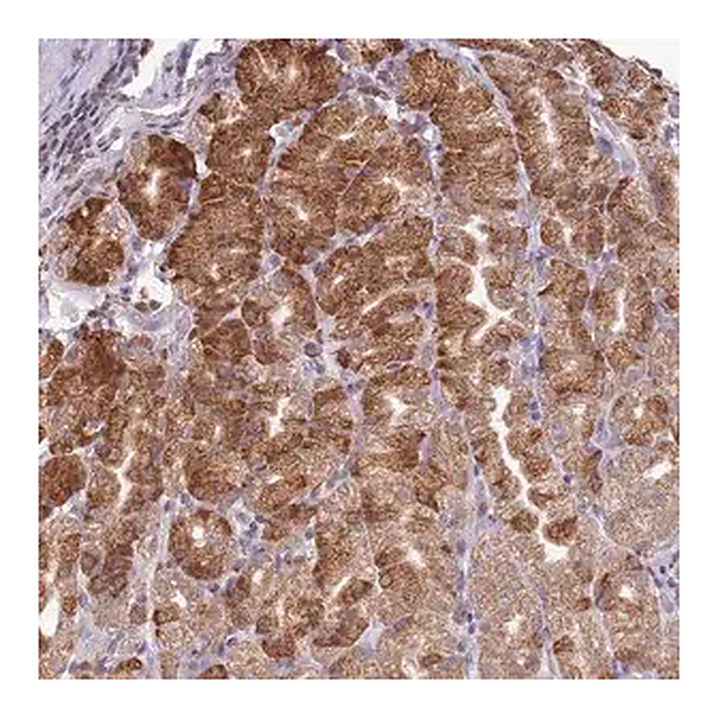 Merck Anti-SCAF1 antibody produced in rabbit