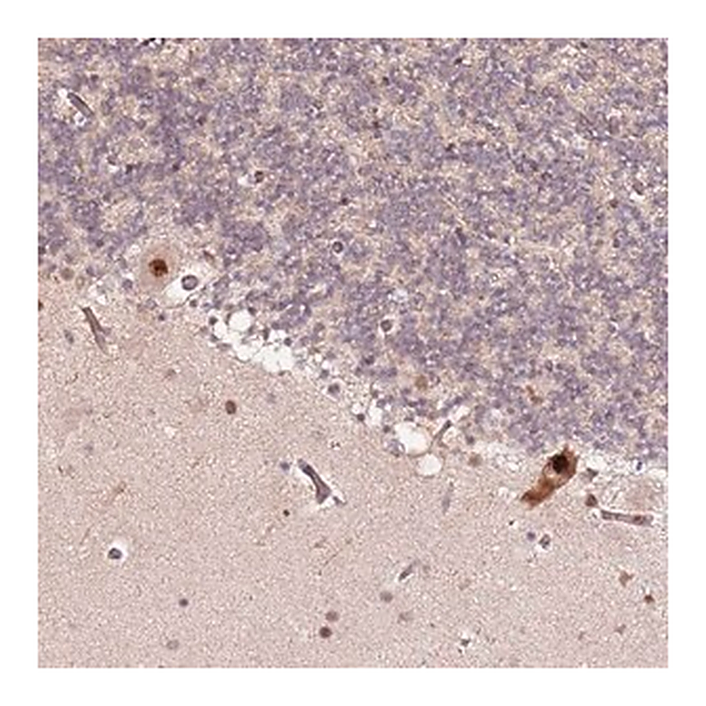 Merck Anti-CCNYL1 antibody produced in rabbit