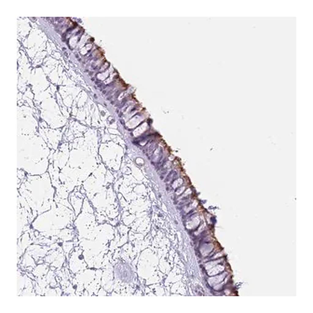 Merck Anti-ZNF239 antibody produced in rabbit