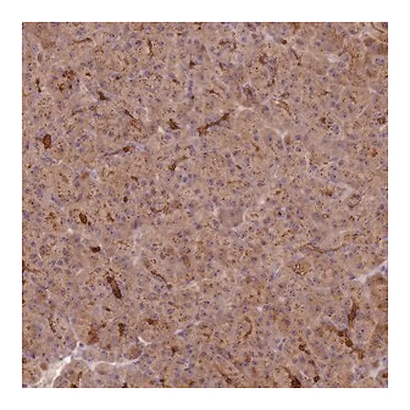 Merck Anti-C2CD4B antibody produced in rabbit