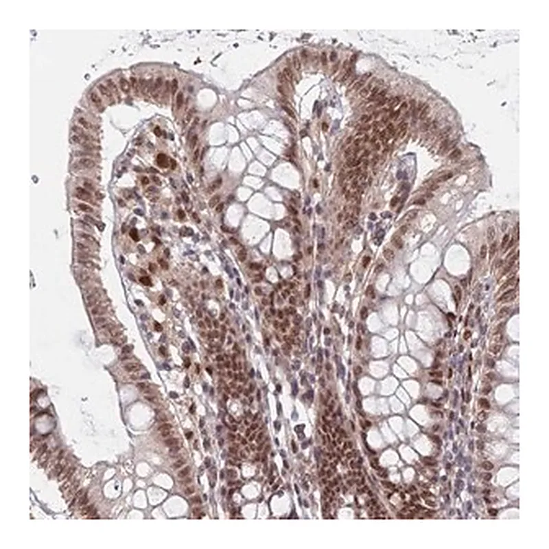 Merck Anti-RPP25 antibody produced in rabbit