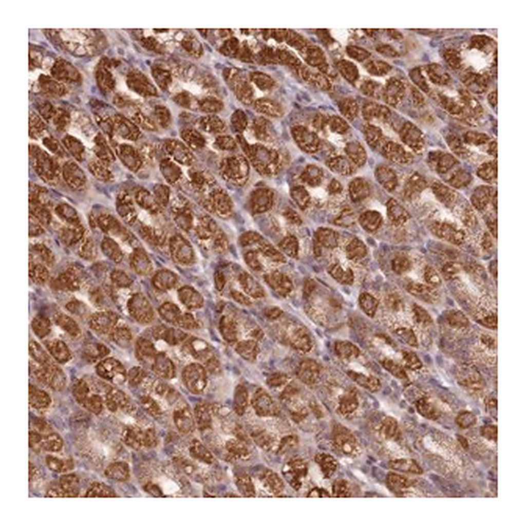 Merck Anti-CCDC159 antibody produced in rabbit