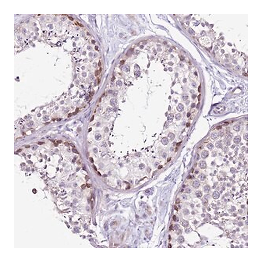 Merck Anti-MRPL36 antibody produced in rabbit
