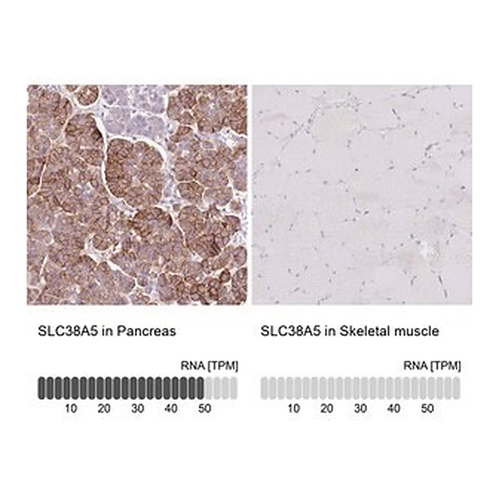 Merck Anti-SLC38A5 antibody produced in rabbit