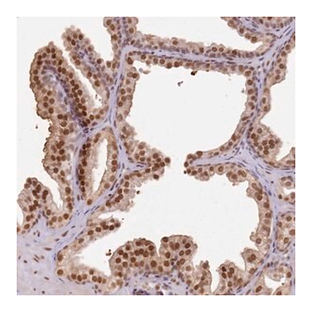 Merck Anti-PHC2 antibody produced in rabbit