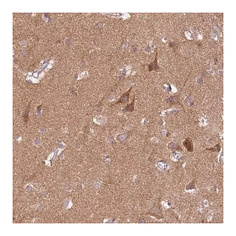 Merck Anti-PROKR2 antibody produced in rabbit