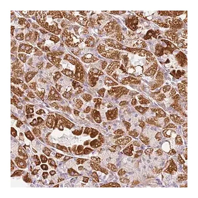 Merck Anti-DEFB116 antibody produced in rabbit