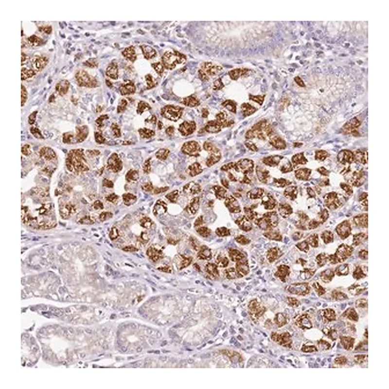 Merck Anti-OR2B11 antibody produced in rabbit