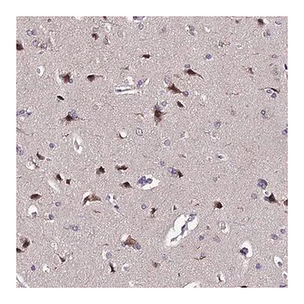 Merck Anti-INPP4A antibody produced in rabbit