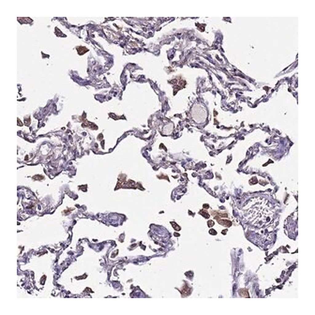Merck Anti-PLXDC2 antibody produced in rabbit