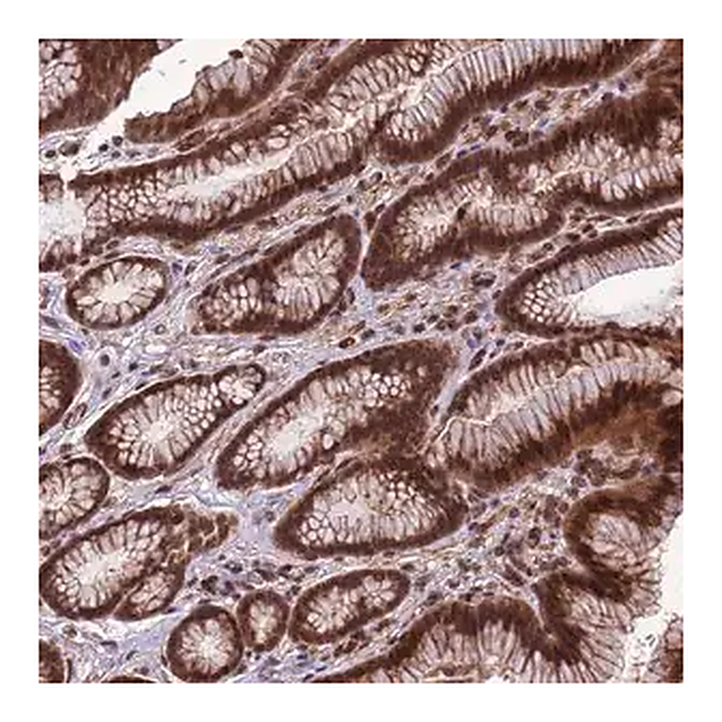 Merck Anti-VSTM4 antibody produced in rabbit