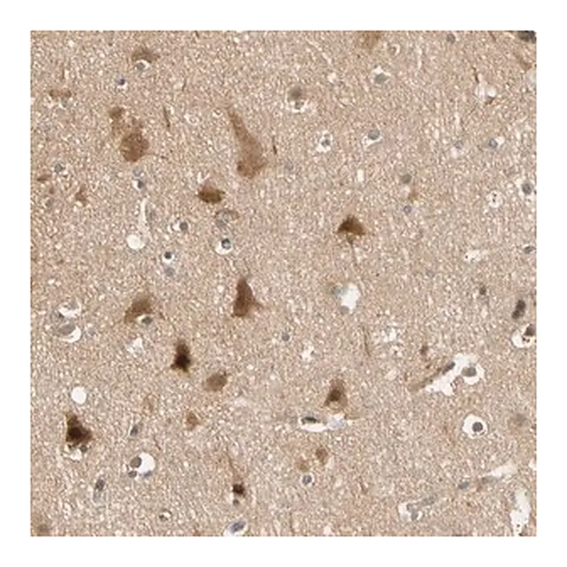 Merck Anti-PDDC1 antibody produced in rabbit
