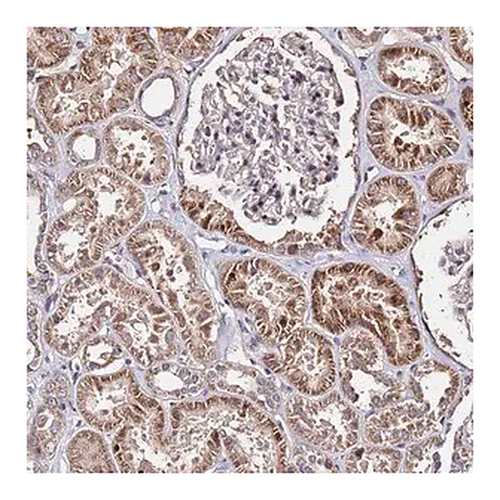 Merck Anti-WNK4 antibody produced in rabbit