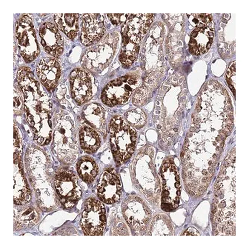Merck Anti-PRODH antibody produced in rabbit