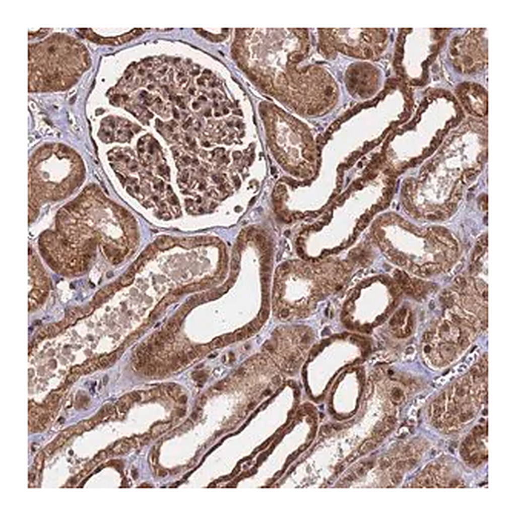 Merck Anti-SYF2 antibody produced in rabbit