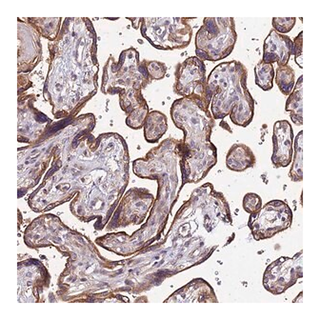 Merck Anti-VMO1 antibody produced in rabbit