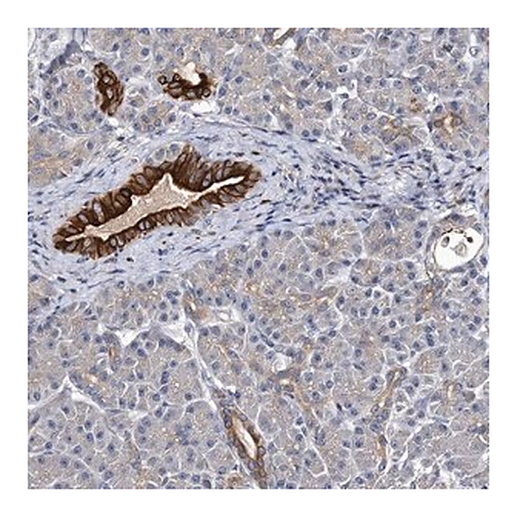 Merck Anti-SLC11A2 antibody produced in rabbit