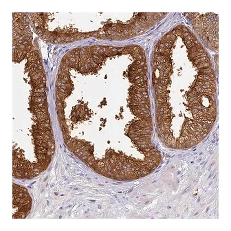 Merck Anti-WDR92 antibody produced in rabbit