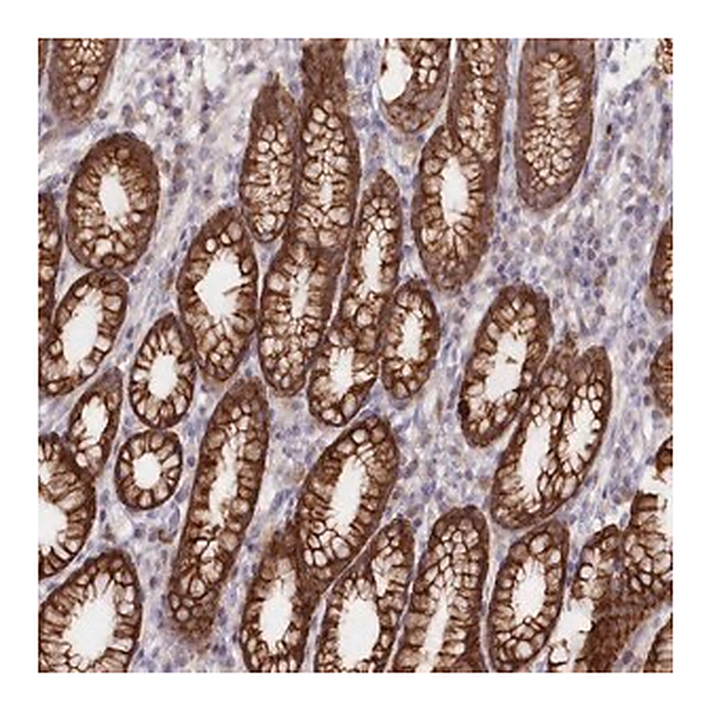 Merck Anti-SNED1 antibody produced in rabbit