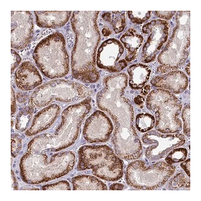 Merck Anti-FAM196A antibody produced in rabbit