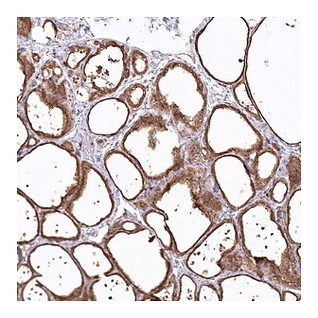 Merck Anti-SNED1 antibody produced in rabbit