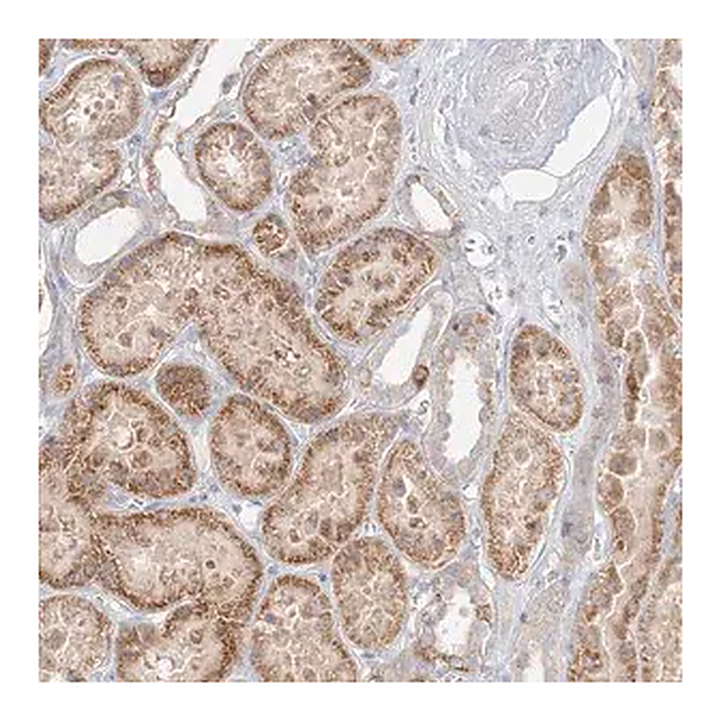 Merck Anti-STK11IP antibody produced in rabbit