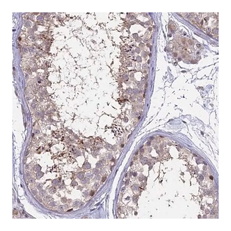 Merck Anti-NR1H3 antibody produced in rabbit