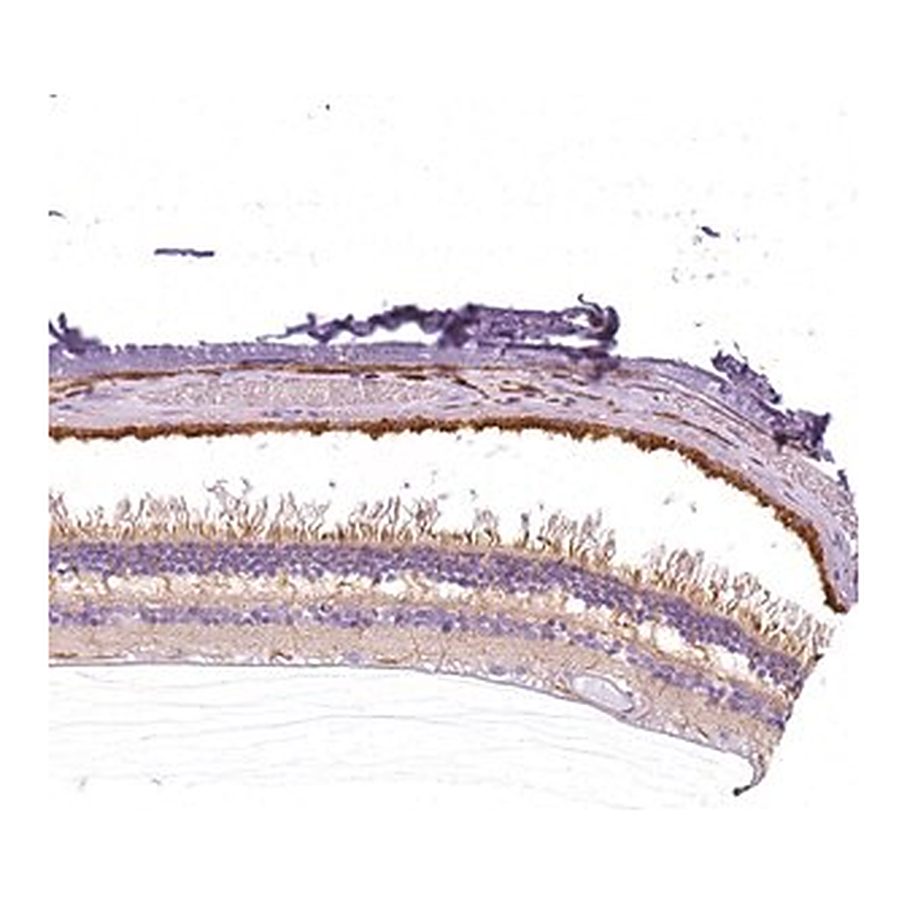 Merck Anti-SLC24A1 antibody produced in rabbit