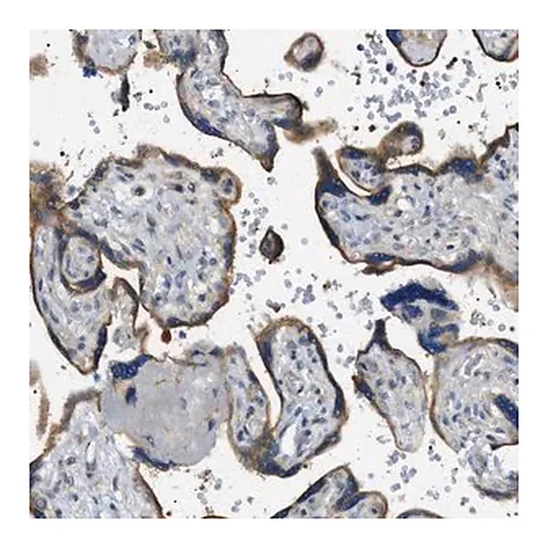 Merck Anti-STARD13 antibody produced in rabbit