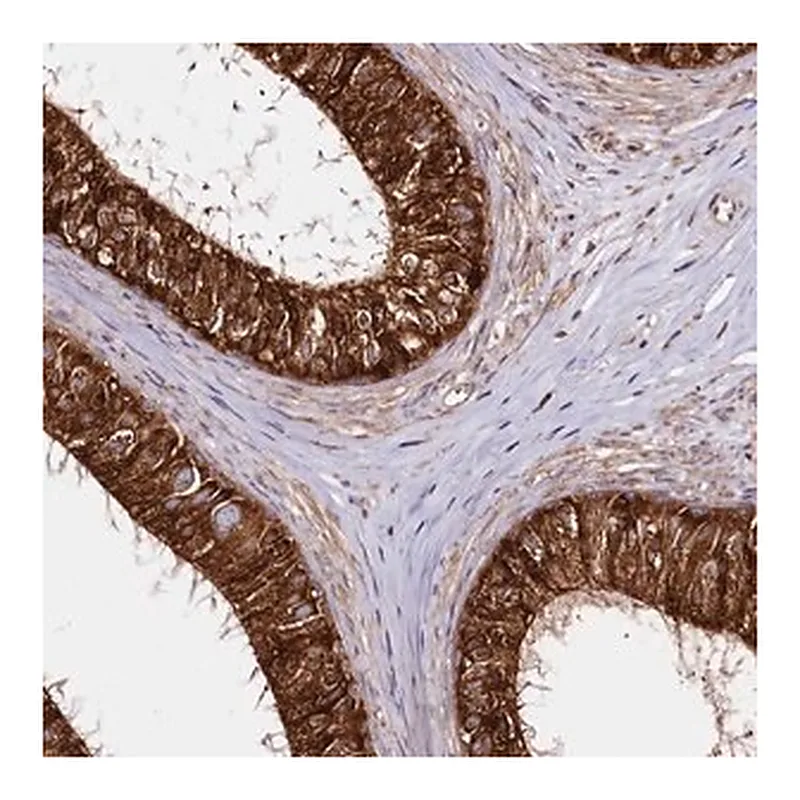 Merck Anti-CNPY2 antibody produced in rabbit
