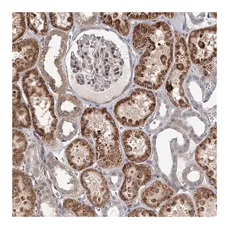Merck Anti-RNF111 antibody produced in rabbit