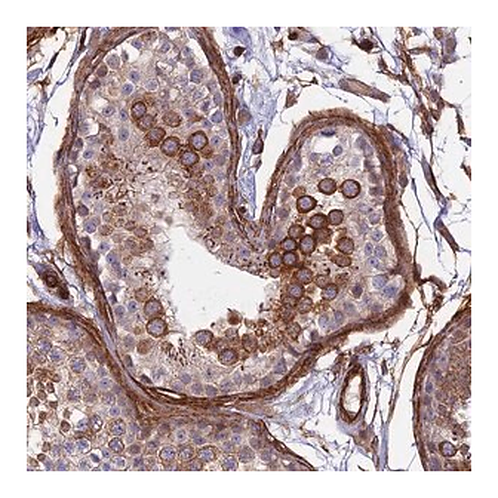 Merck Anti-MYO9A antibody produced in rabbit