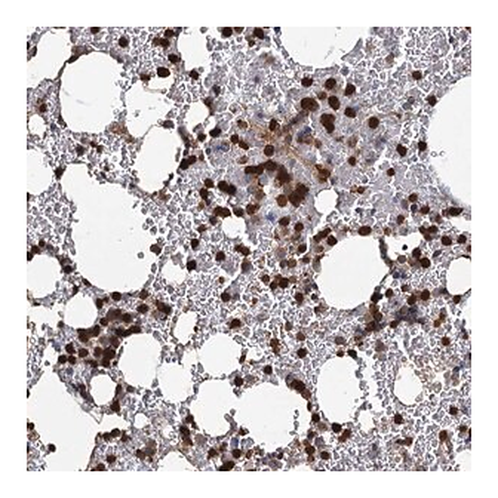 Merck Anti-ANKDD1A antibody produced in rabbit