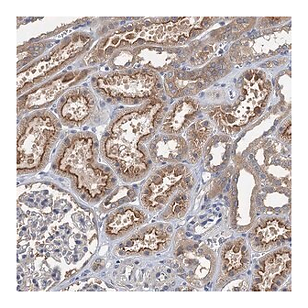 Merck Anti-CCDC81 antibody produced in rabbit