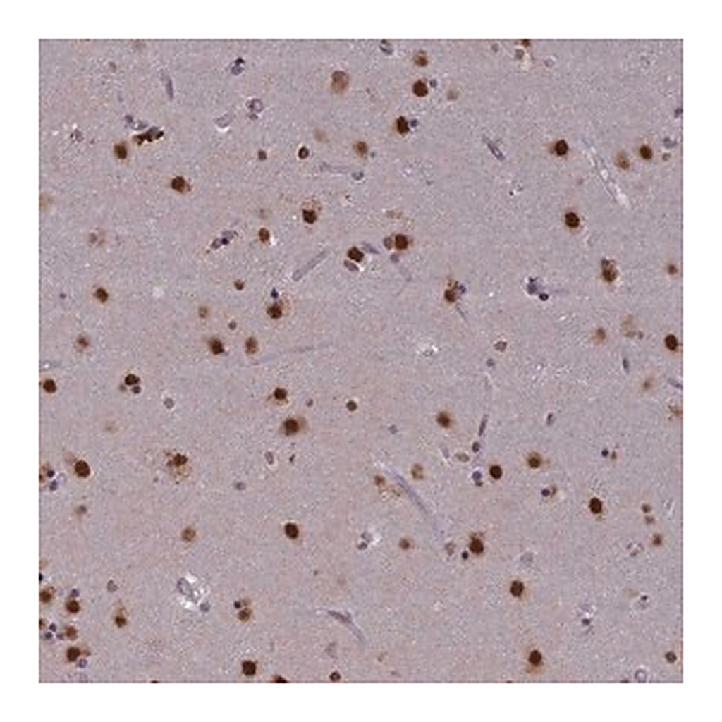 Merck Anti-Spire1 antibody produced in rabbit