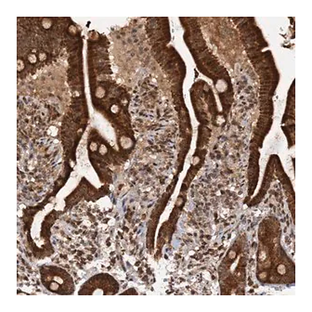 Merck Anti-REP15 antibody produced in rabbit