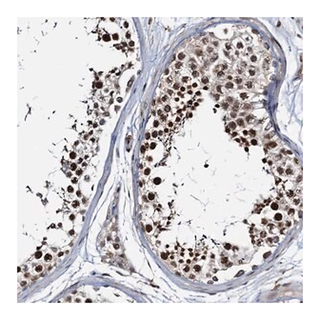 Merck Anti-ZNF609 antibody produced in rabbit