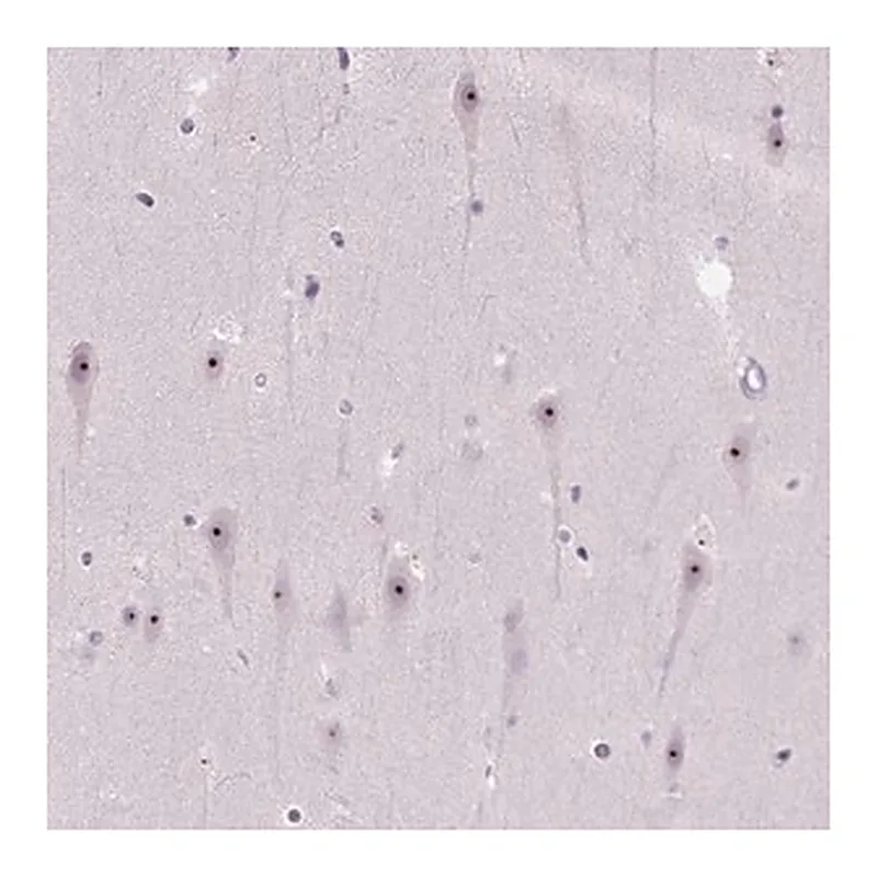Merck Anti-UTP4 antibody produced in rabbit