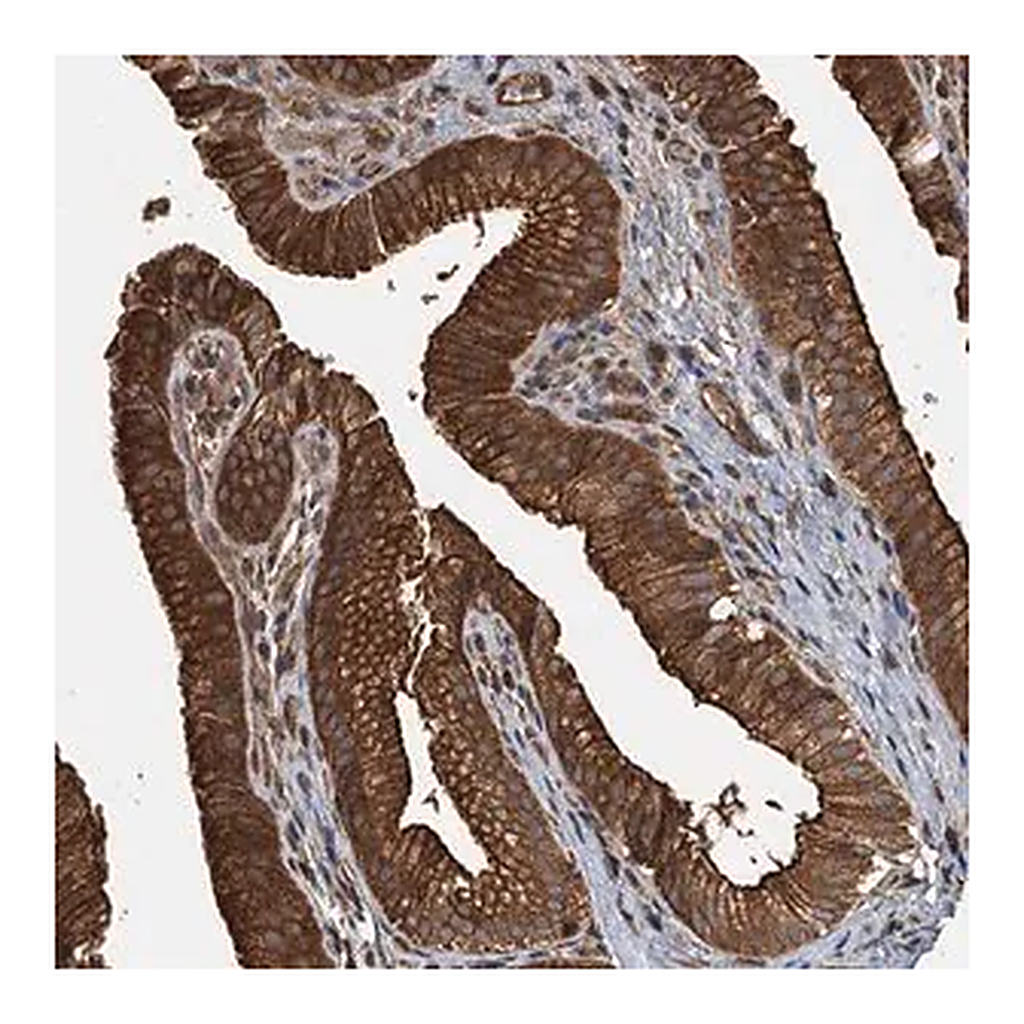 Merck Anti-APOL5 antibody produced in rabbit